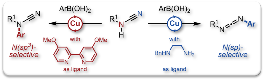 2023 Org Lett Divergent Arylation Cyanamides