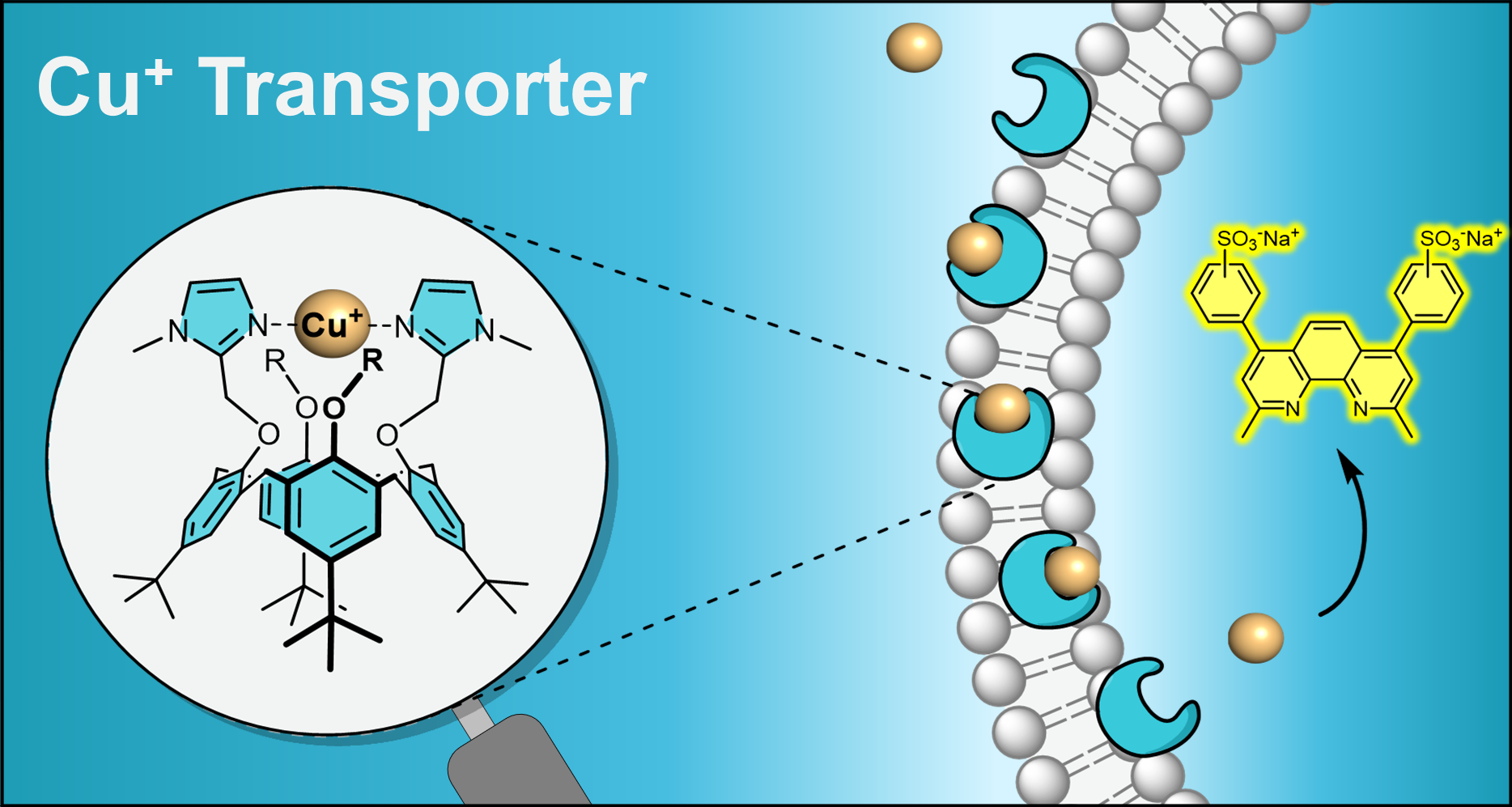 TOC CuTransport