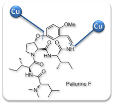 acie_2007_paliurine