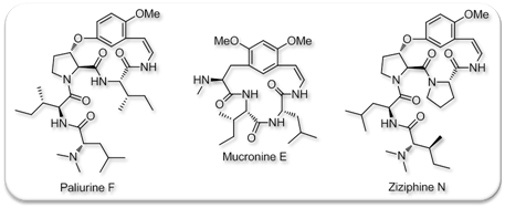 ejoc_2009_cyclopeptides